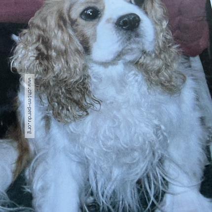 Photo 1/2 Chien retrouvé Perdu à Sarcelles