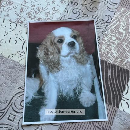 Photo 2/2 Chien retrouvé Perdu à Sarcelles