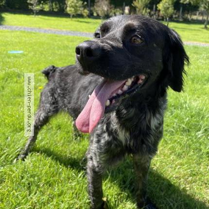 Photo 1/1 Chien retrouvé Trouvé à Saint martin des besaces