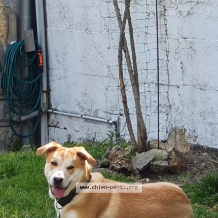 Photo de chien perdu à Bayas