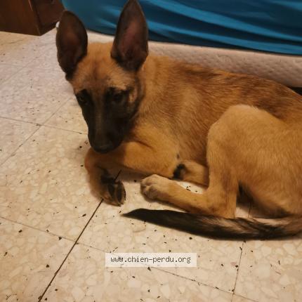 Photo de chien trouvé à Paulhan