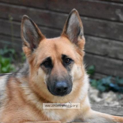 Photo 1/1 Chien retrouvé Perdu à Dompierre sur mer