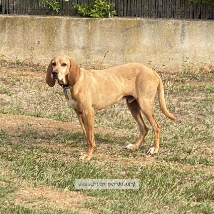 Photo de chien perdu à Le Val