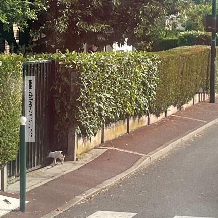 Photo 1/1 Chien retrouvé Trouvé à Lens