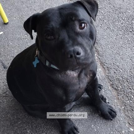 Photo de chien perdu à Le Devoluy