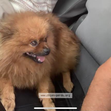 Photo 1/1 Chien retrouvé Trouvé à Aix en provence