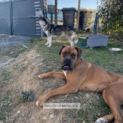 Photo 1/1 Chien retrouvé Perdu à St lon les mines