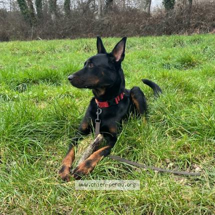 Photo de chien perdu à Pluivigner