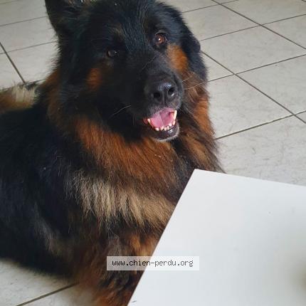 Photo de chien perdu à Vaulx En Velin