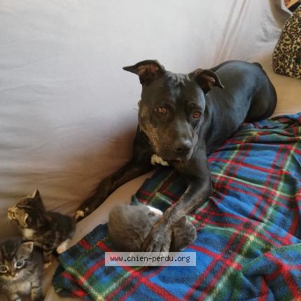 Photo de chien perdu à Vilaines Sous Bois