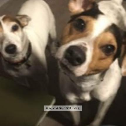 Photo de chien perdu à Nogen