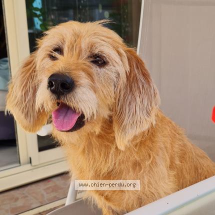 Photo de chien perdu à Saint Just Le Martel