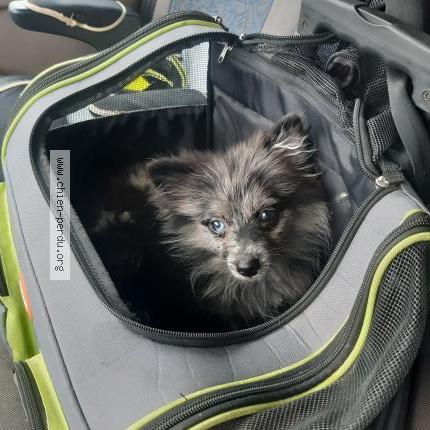 Photo 1/1 Chien retrouvé Perdu à Maupas