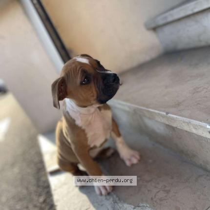 Photo 1/1 Chien retrouvé Perdu à Le mans