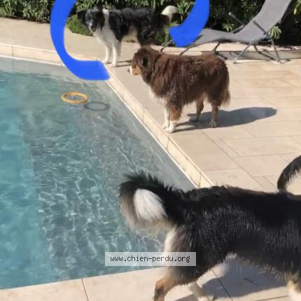 Photo de chien perdu à Marseille