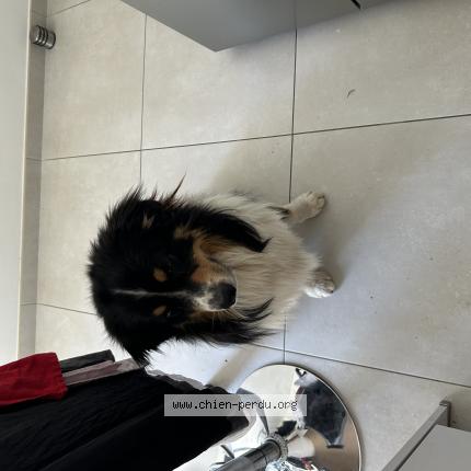 Photo de chien perdu à Agde