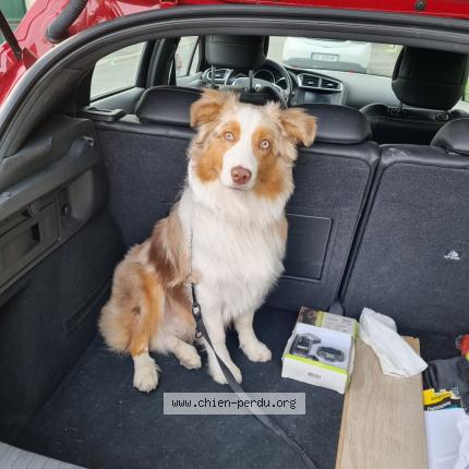 Photo de chien perdu à Soullans