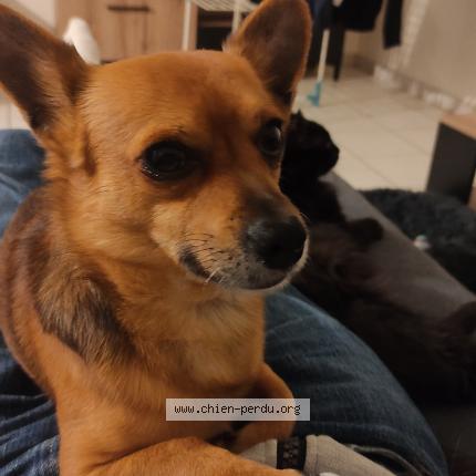 Photo de chien perdu à Salaise Sur Sanne