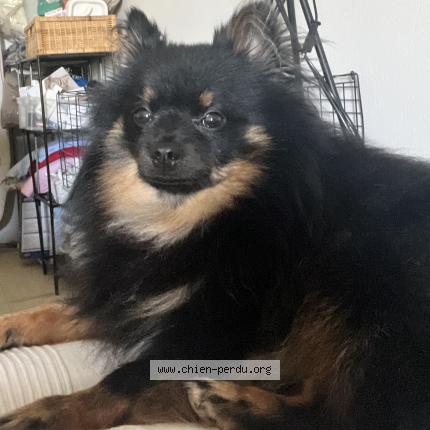 Photo de chien perdu à Cannes La Bocca