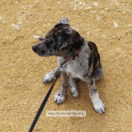 Photo 1/1 Chien retrouvé Perdu à Lapleau