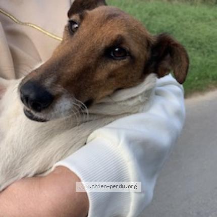 Photo 2/2 Chien retrouvé Trouvé à Surtainville