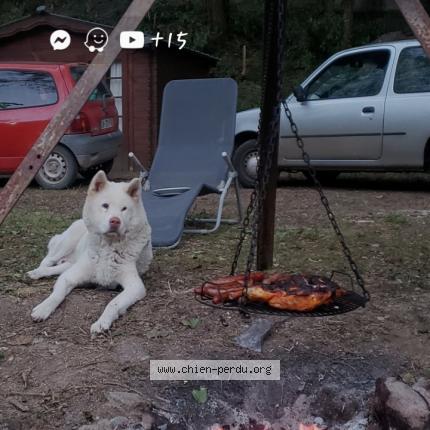 Photo de chien perdu à Chalon Sur Saone