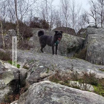 Photo de chien perdu à Ballancourt Sur Essonne