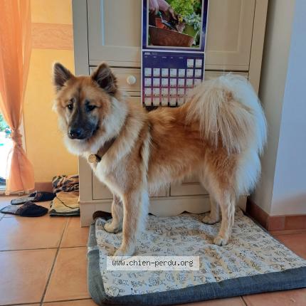 Photo 1/1 Chien retrouvé Perdu à Saint zacharie