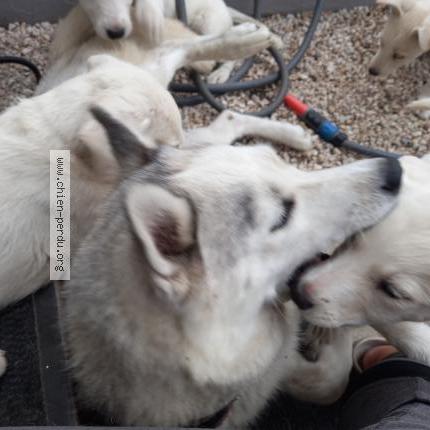Photo de chien perdu à Caudebec Les Elbeuf