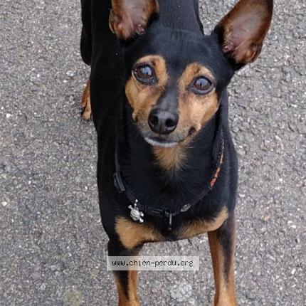 Photo de chien perdu à Sartrouville