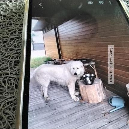 Photo de chien trouvé à Apinac