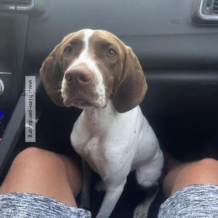 Photo 1/1 Chien retrouvé Perdu à Ambutrix