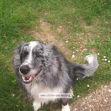 Photo 1/1 Chien retrouvé Perdu à Mazerolles