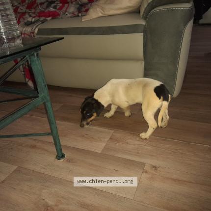 Photo 1/2 Chien retrouvé Perdu à Hagondange