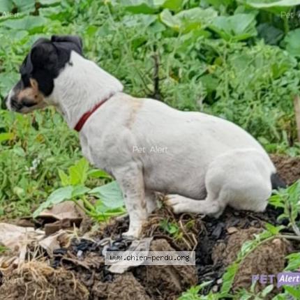 Photo 2/2 Chien retrouvé Perdu à Hagondange