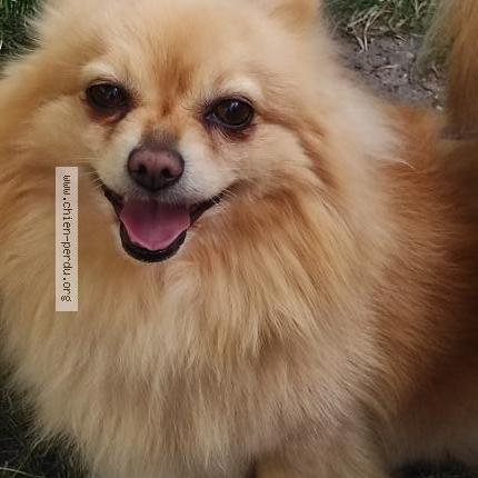 Photo 1/1 Chien retrouvé Perdu à Villeneuve saint georges