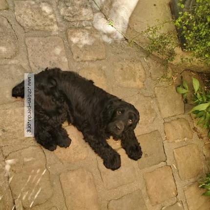 Photo de chien perdu à Begard