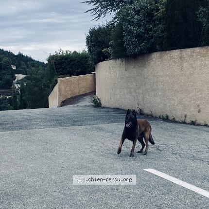 Photo 1/1 Chien retrouvé Trouvé à Saint peray