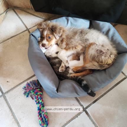 Photo de chien perdu à Moulon