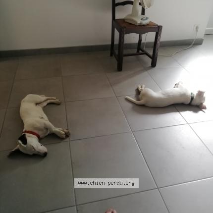 Photo de chien perdu à Saint Sever