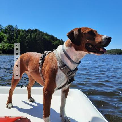 Photo 1/1 Chien retrouvé Perdu à Vidauban