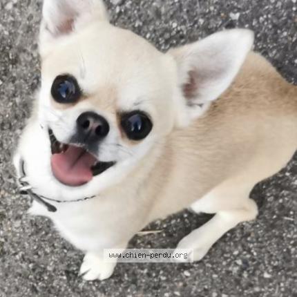 Photo 1/1 Chien retrouvé Perdu à L union