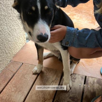 Photo 1/1 Chien retrouvé Trouvé à Maxilly sur leman
