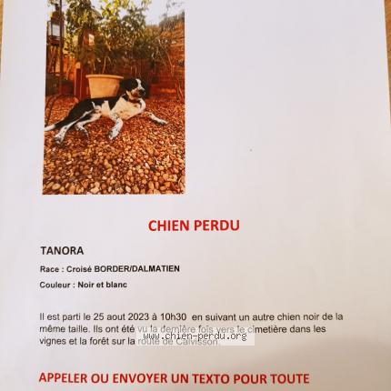 Photo de chien perdu à Aubais