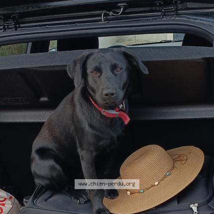 Photo 1/1 Chien retrouvé Perdu à Rieux minervois