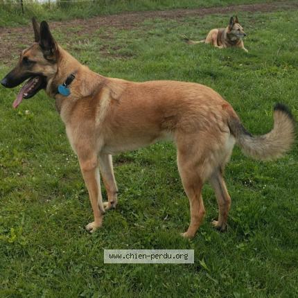 Photo 1/1 Chien retrouvé Perdu à Aurillac