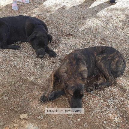 Photo 1/1 Chien retrouvé Trouvé à Torderes