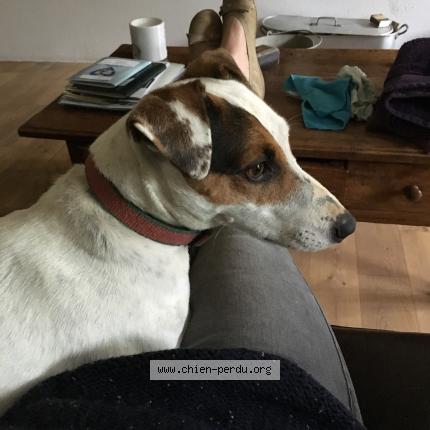 Photo 1/1 Chien retrouvé Perdu à Le gouray