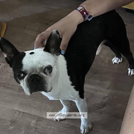 Photo 1/1 Chien retrouvé Perdu à Villeneuve saint georges