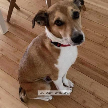 Photo 1/1 Chien retrouvé Perdu à Mandelieu